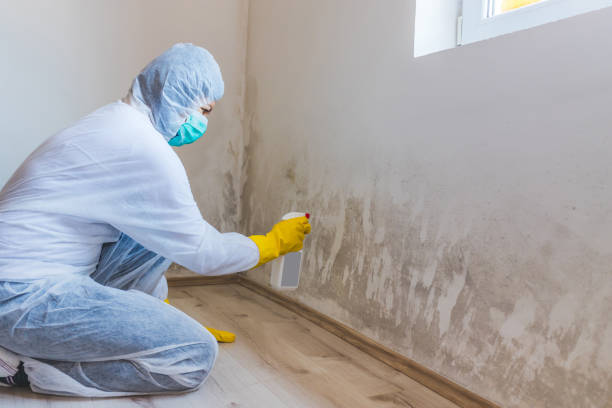 Licensed Basement Mold Removal service in Greenville, PA - WQB Mold Removal